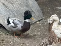 Amerika Pekin — 3-rasm