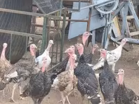 Turkeys — fotografija 5