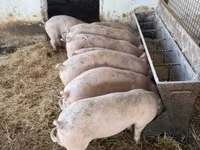 Boar, Pigs — photo 4