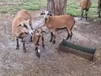 Carnero, Cameroon sheep — foto 1
