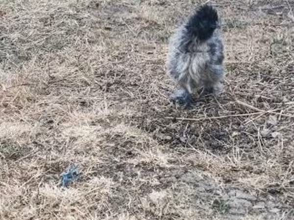Silkie — Węgry