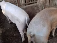 Schweine (Partie, Geschlecht nicht angegeben), Крупная белая — Foto 1