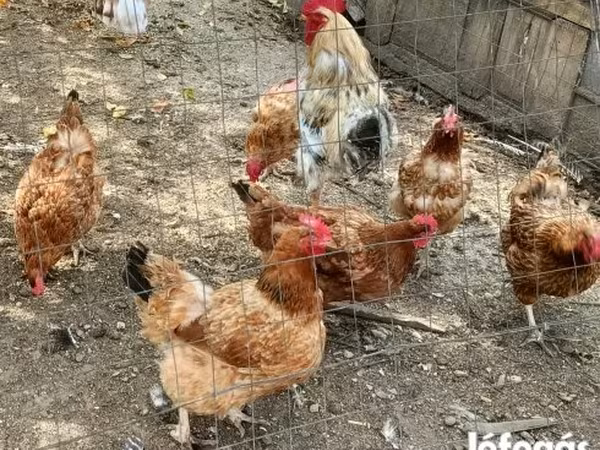 gallina danesa
