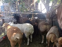Ovelha, Rhon sheep — foto 1