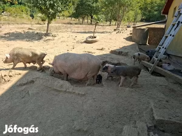 خنازير (دفعة، الجنس غير محدد), Вьетнамская вислобрюхая