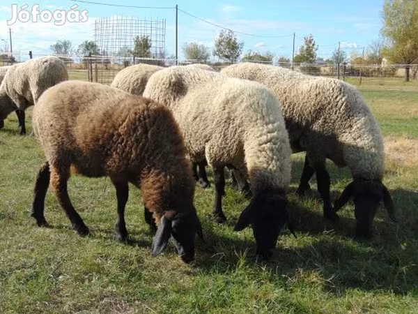 Овца, Цигай овца