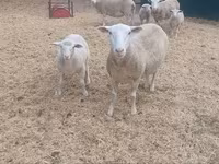 Brebis, Moutons — photo 1