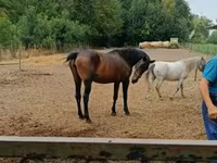 雌馬, Nonius horse — 写真 3
