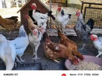 Chickens — फ़ोटो 2