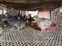 Quails — الصورة 3