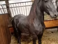 母马, Horses — 照片 4