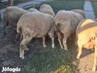 كبش, Ile-de-France sheep — الصورة 4