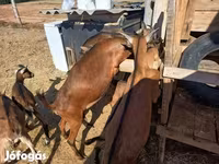 Cabra, Cabras — foto 2