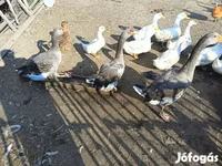 Geese — फ़ोटो 1