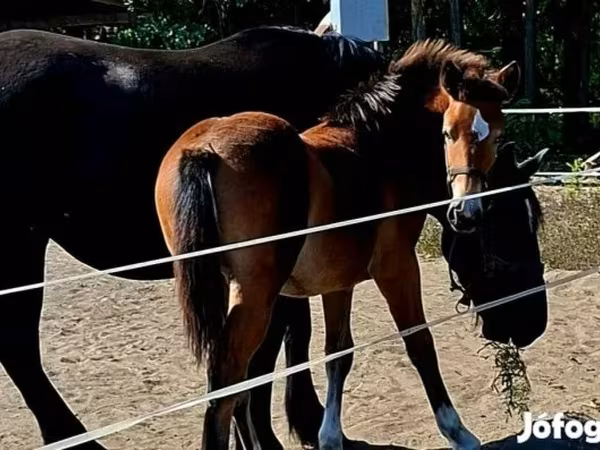 Stute, Haflinger