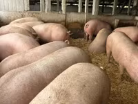公猪, Pigs — 照片 1