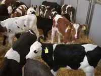 牛只（批次，未指定性别）, Cattle — 照片 2