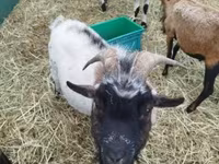 Ziegenbock, Ziegen — Foto 6