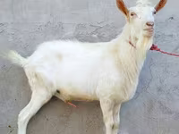 Jarac, Dutch Landrace goats — fotografija 4