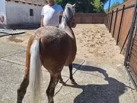 Yegua, Caballos — foto 1