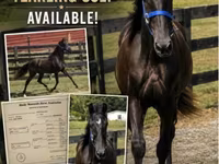 Pastuv, Rocky Mountain Horse — fotografija 1
