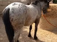 Hengst, Appaloosa — Foto 1