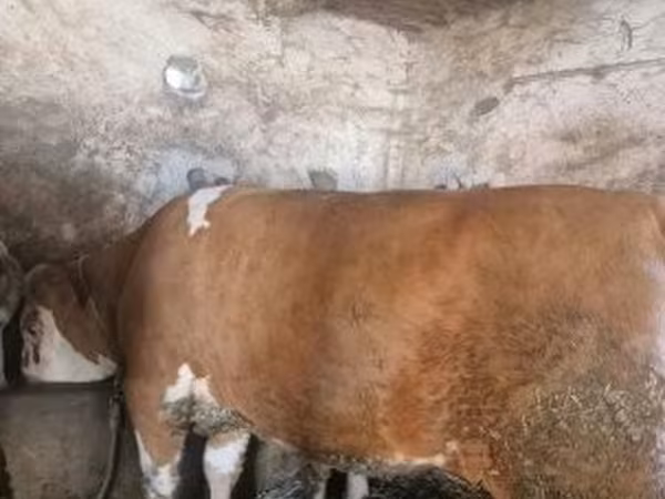 Sigir, Vengercha kulrang zot — Vengriya