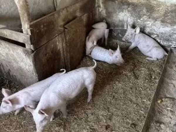 Шошқалар (топ, жынысы көрсетілмеген), Шошқалар