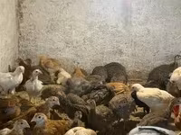 Chickens — zdjęcie 4