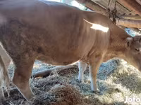 Krava, Simmental cattle — fotografija 2