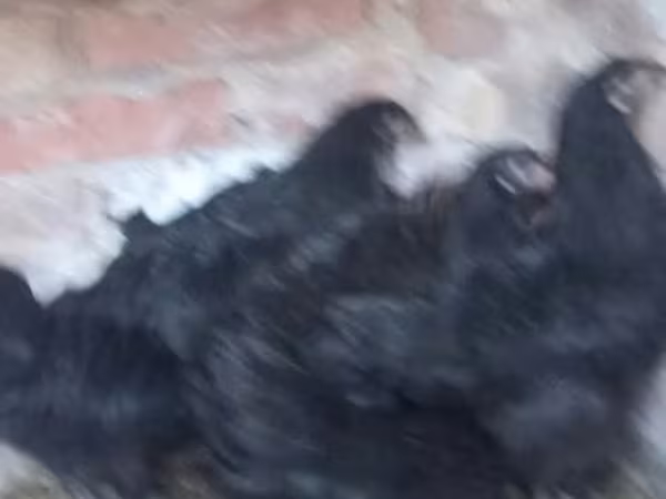 Australorp