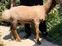 Ovca, Jaidara sheep — fotografija 3