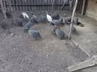 Pearl Grey — zdjęcie 1