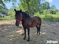 घोड़ी, Hungarian horse breed — फ़ोटो 5