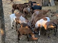 Widder, Cameroon sheep — Foto 5