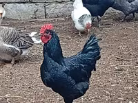 Australorp — photo 3