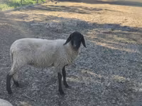 Қой, Tsigai sheep — 4-сурет