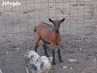 बकरी, Alpine goat — फ़ोटो 2