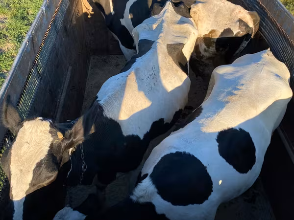 雄牛, Russian Black pied cattle