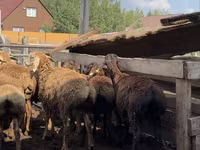 Ovan, Arashan sheep — fotografija 6