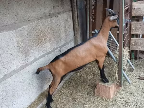 عنزة, Alpine goat