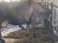 Cow, Swiss cattle — photo 7