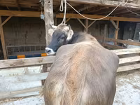 Cow, Swiss cattle — photo 4