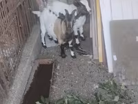 雄ヤギ, Dutch Landrace goats — 写真 2