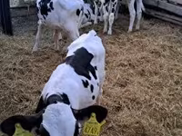 Бұқа, Russian Black pied cattle — 4-сурет