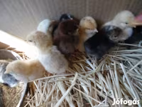 Chickens — الصورة 1