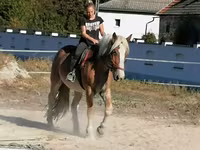 Koń, Konie — zdjęcie 2