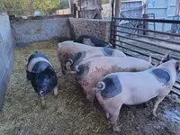 Eber, Schweine — Foto 2