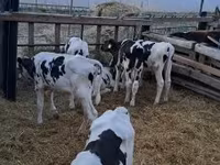 Бұқа, Russian Black pied cattle — 2-сурет
