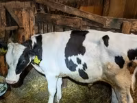 公牛, Holstein breed — 照片 3